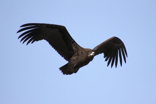 nature  eagle  wing