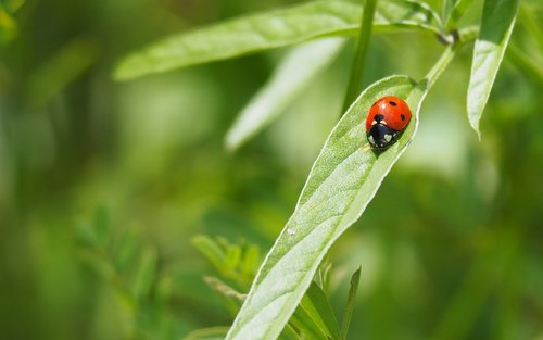 nature  insects  ladybug