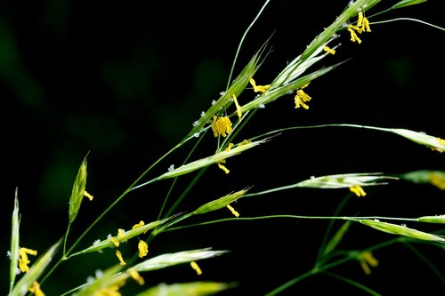 nature  grass  grass flower