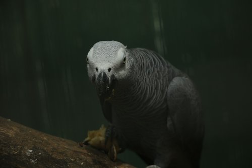 nature  bird  fly