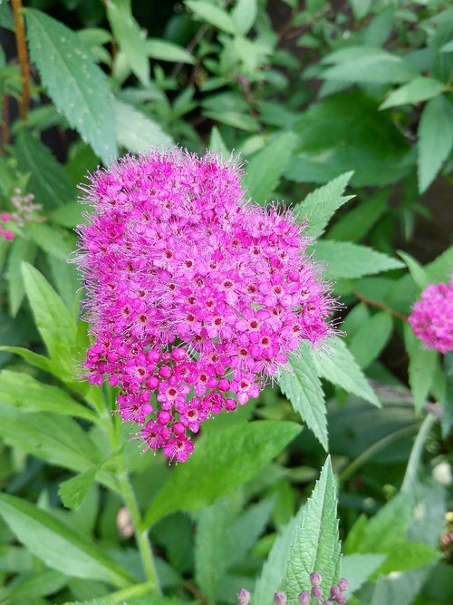 nature  plants  flowers