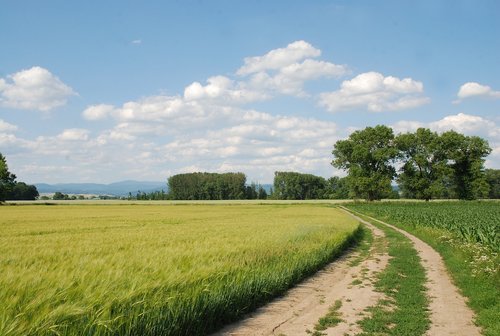 nature  summer  field