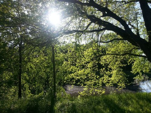 nature sun trees