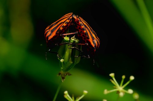 nature  spring  pairing