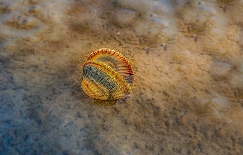 nature  shell  animal