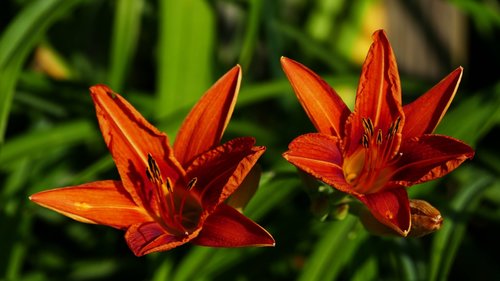 nature  garden  daylily