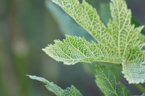 nature  leaf  green