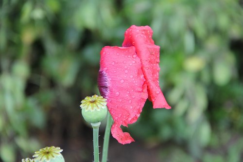 nature  plant  poppy