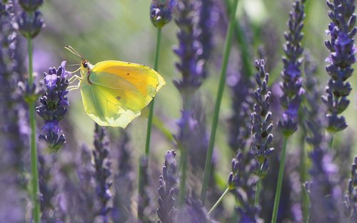 nature  insects  butterfly