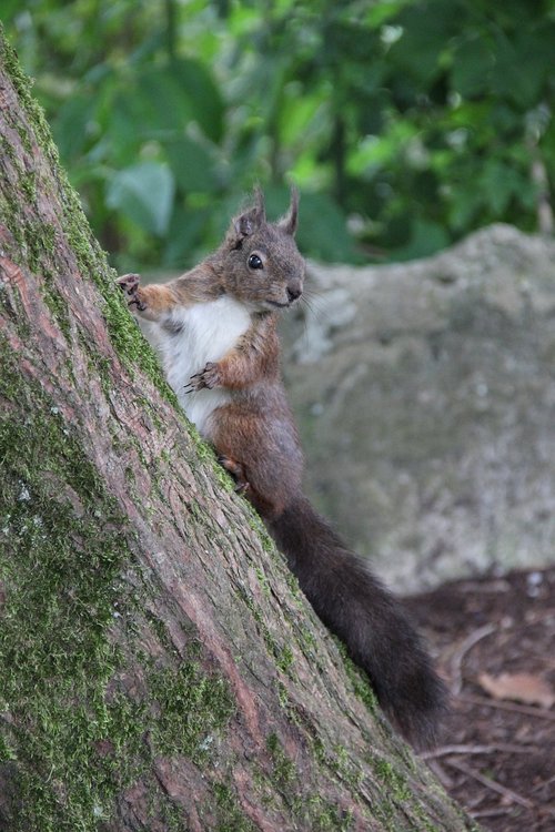 nature  squirrel  animal