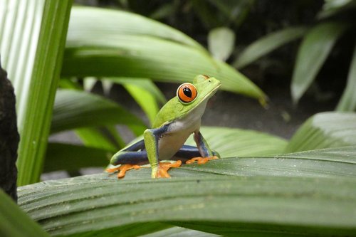 nature  forest  green frog