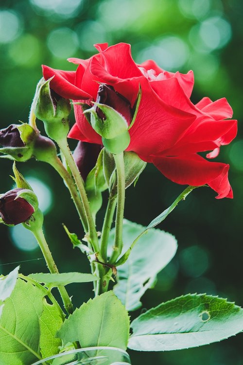 nature  leaf  flower