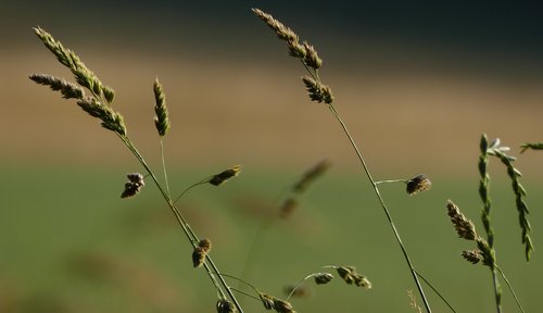 nature  landscape  grasses