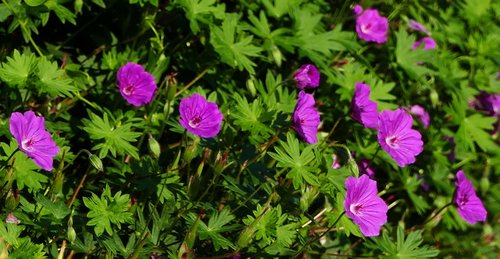 nature  garden  flowers