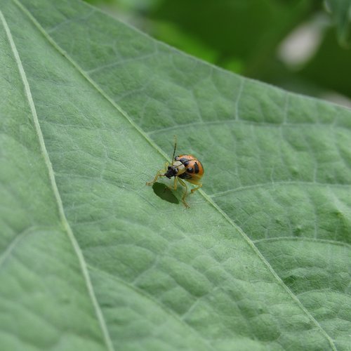 nature  leaf  ladybug