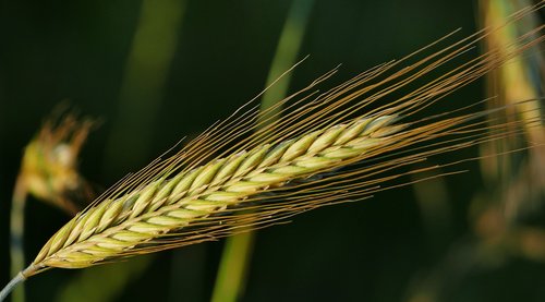 nature  agriculture  cereals