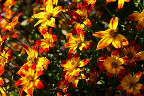 nature  garden  flowers