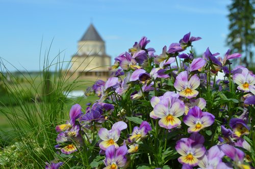 nature  flowers  landscapes