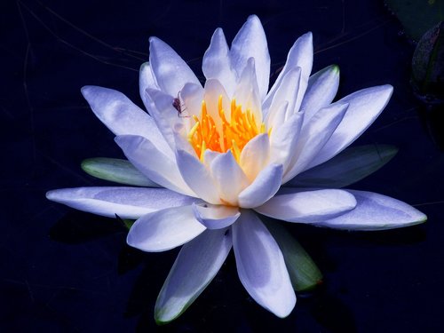 nature  flower  water lily