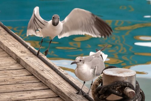 nature  birds  sea gull