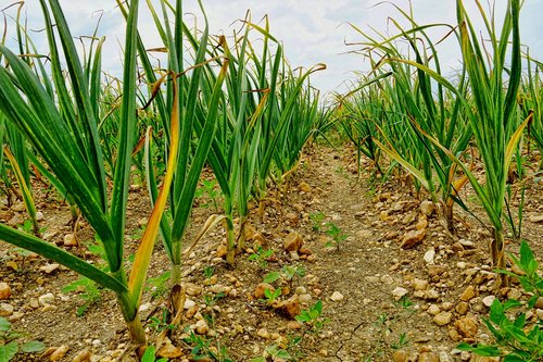 nature  agriculture  garlic field garlic