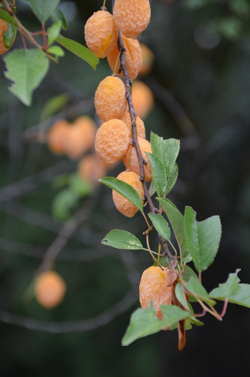 nature  dry  fruit