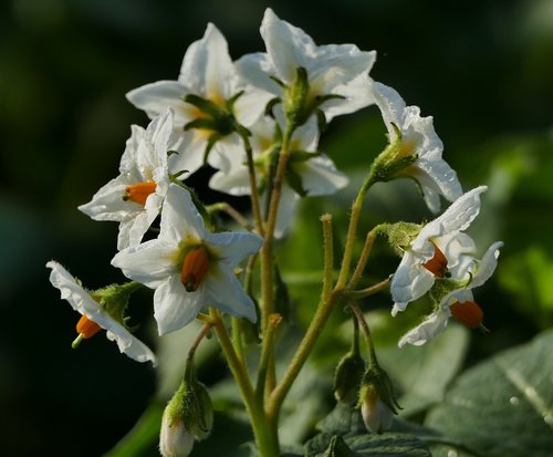 nature  agriculture  blossom