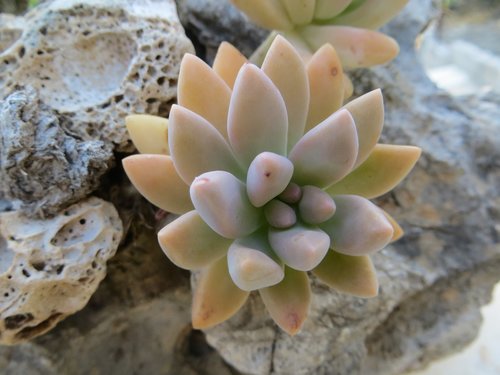 nature  flower  stone
