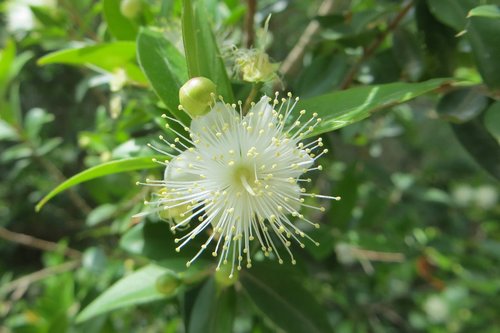 nature  flower  fruit