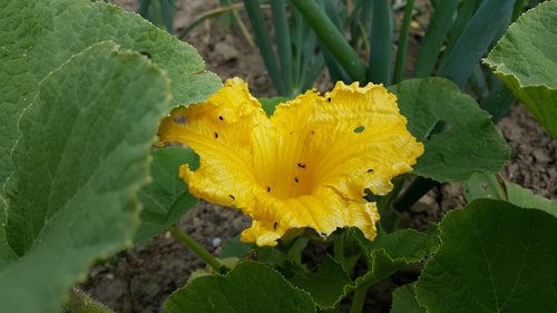 nature  leaf  plant