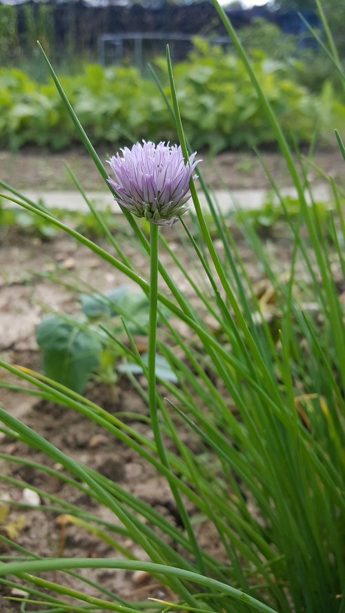 nature  plant  no person