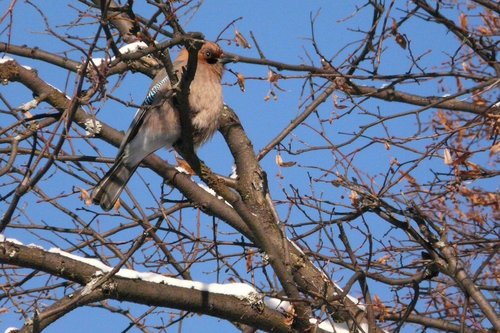 nature  birds  birds nature