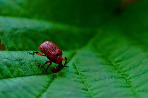 nature  animal  insect