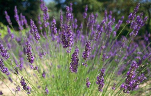 nature  field  lavender