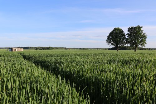 nature  cereal field  grain