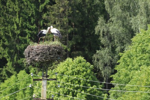 nature  stork  bird