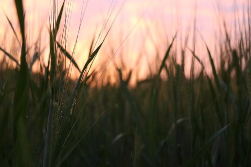 nature  summer  grain