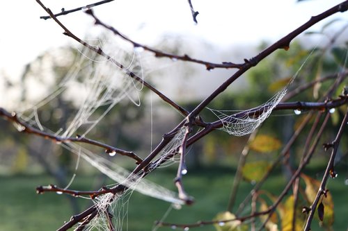 nature  wild  cobweb