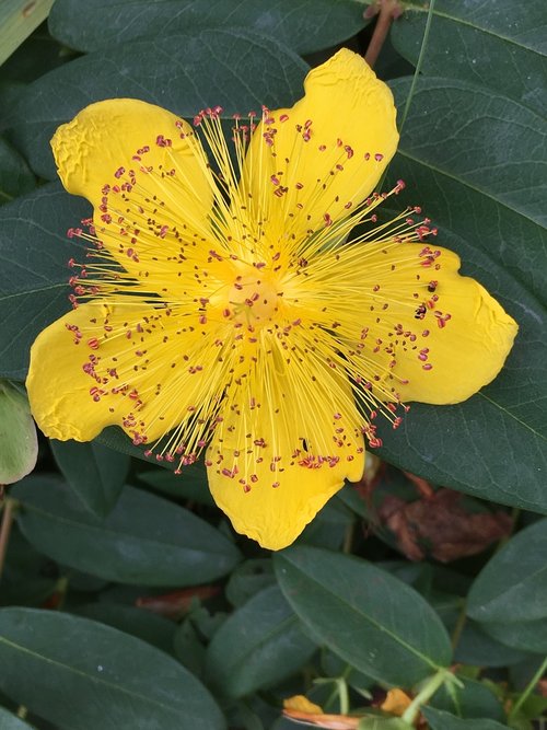 nature  flora  leaf