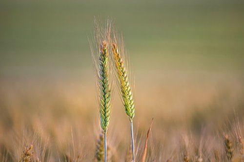 nature  grain  cornfield
