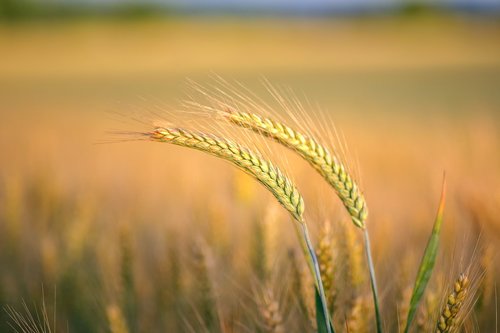 nature  grain  cornfield