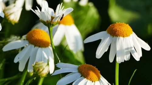 nature  landscape  chamomile