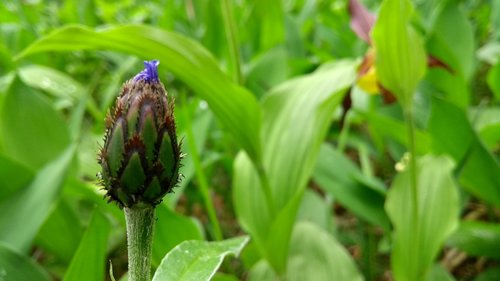 nature  leaf  plant