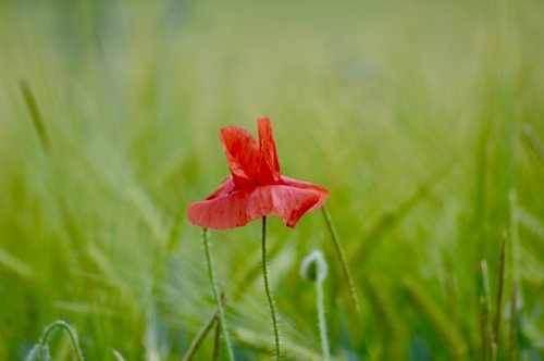nature  poppy  flower