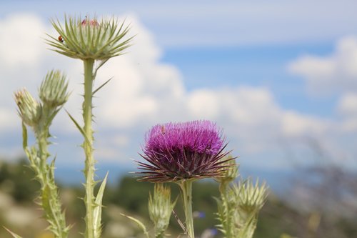 nature  plant  flower