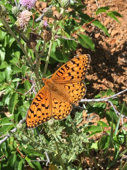 nature  insect  butterfly