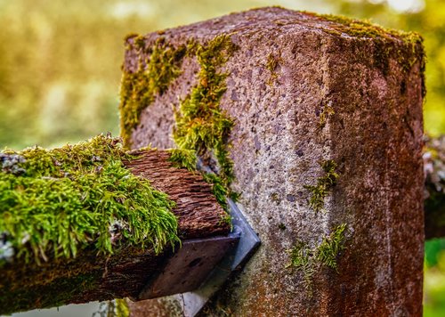 nature  moss  lichen