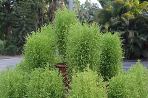 nature  grass  leaf