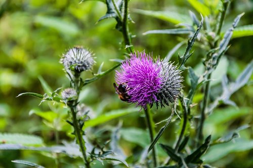 nature  thistle  thistle flower