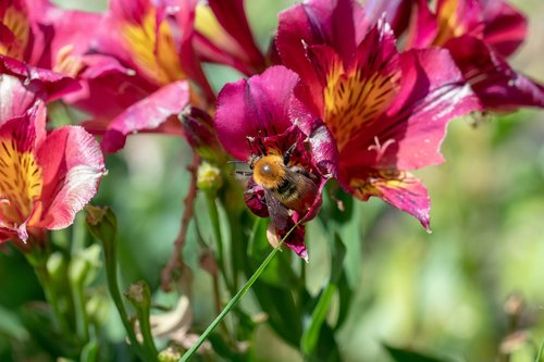 nature  insect  wild bee